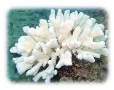 サンゴの白化現象