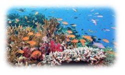 サンゴ礁の魚たち