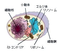 細胞の構造