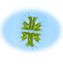 植物プランクトン