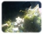 トロロ藻